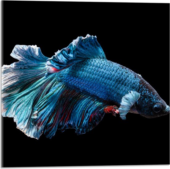 WallClassics - Acrylglas - Blauwe Kempvis met Zwarte Achtergrond - 50x50 cm Foto op Acrylglas (Met Ophangsysteem)