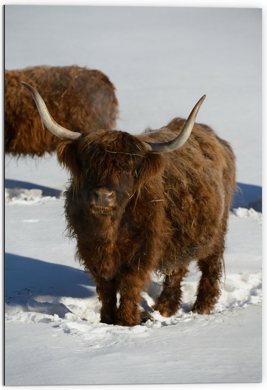 Dibond - Schotse Hooglander Koe in de Sneeuw - 70x105 cm Foto op Aluminium (Wanddecoratie van metaal)