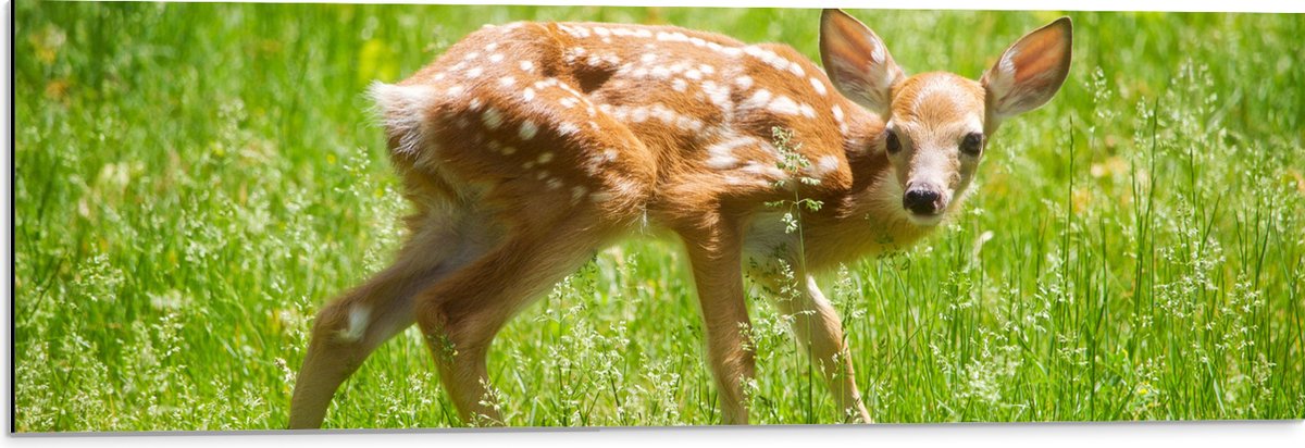 Dibond - Baby Hertje in het Gras - Witstaarthert - 90x30 cm Foto op Aluminium (Wanddecoratie van metaal)