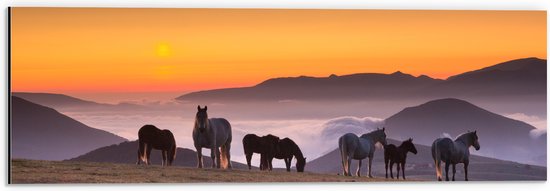 Dibond - Wilde Paarden bij de Zonsondergang - 60x20 cm Foto op Aluminium (Wanddecoratie van metaal)