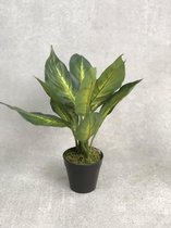 Kunstplant Dieffenbachia ⇑30 centimeter