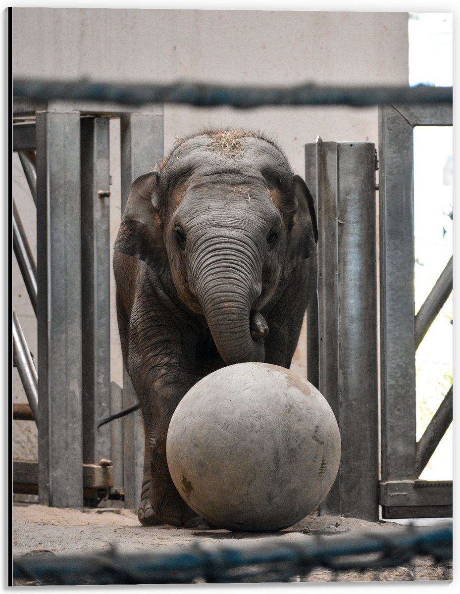 Dibond - Baby Olifant met een Bal - 30x40 cm Foto op Aluminium (Wanddecoratie van metaal)