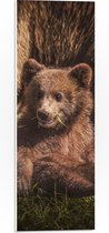 WallClassics - Panneau en mousse PVC - Bébé ours assis dans l'herbe avec sa mère - Photo 20x60 cm sur panneau en mousse PVC (avec système de suspension)