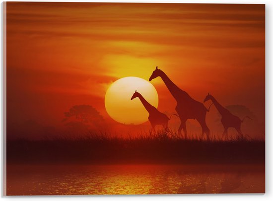 Acrylglas - Zonsondergang Silhouet van Giraffen - 40x30 cm Foto op Acrylglas (Met Ophangsysteem)