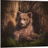 WallClassics - Panneau en mousse PVC – Bébé ours assis dans l'herbe avec sa mère – Photo 80 x 80 cm sur panneau en mousse PVC