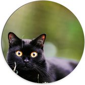 Dibond Muurcirkel - Schattige Zwarte Poes - 70x70 cm Foto op Aluminium Muurcirkel (met ophangsysteem)