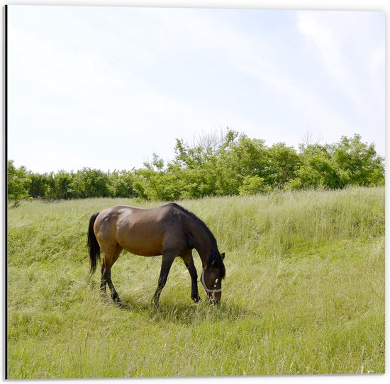 Dibond - Wild Bruin Paard in de Wei - 50x50 cm Foto op Aluminium (Wanddecoratie van metaal)