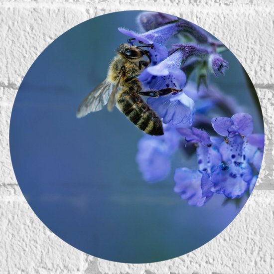WallClassics - Muursticker Cercle - Abeille sur Fleurs violettes - 20x20 cm Photo sur Muursticker