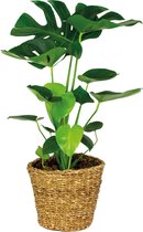 Monstera Deliciosa Incl. Zeegras Mand - Gatenplant - Kamerplant - Luchtzuiverende plant voor binnen - ⌀21 cm - 70-80 cm