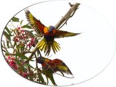 Dibond Ovaal - Tropische Vogels op Roze Bloementak - 68x51 cm Foto op Ovaal (Met Ophangsysteem)