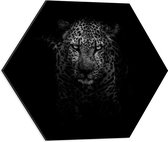Dibond Hexagon - Sluipende Panter (zwart/wit) - 50x43.5 cm Foto op Hexagon (Met Ophangsysteem)