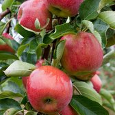 Garden Select - 4 Pilaar appelbomen 'Malus Gala' - Pot 9cm - Hoogte 60-70cm - Fruitbomen - Tuinplant