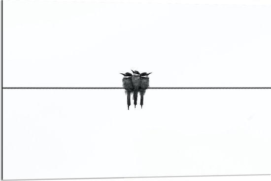 Dibond - Drie Vogeltjes op een Rij - 90x60 cm Foto op Aluminium (Met Ophangsysteem)