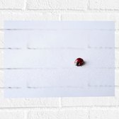 Muursticker - Lieveheersbeestje op Wit Oppervlak - 40x30 cm Foto op Muursticker