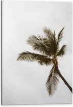Dibond - Palmboom in de Wind - 40x60 cm Foto op Aluminium (Met Ophangsysteem)