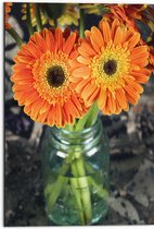 Dibond - Oranje Gerbera Jamesonii Bloemen - 50x75 cm Foto op Aluminium (Wanddecoratie van metaal)