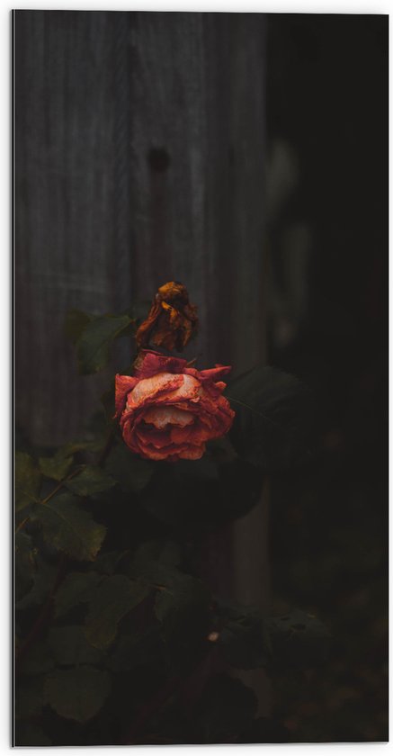 Dibond - Oude Rode Roos voor Houten Paal - 50x100 cm Foto op Aluminium (Wanddecoratie van metaal)