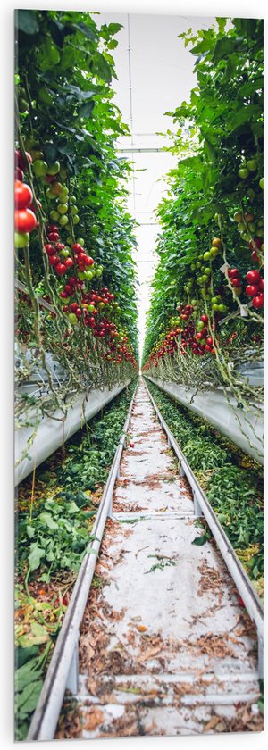 Acrylglas - Rails langs Tomaten in Kwekerij - 40x120 cm Foto op Acrylglas (Met Ophangsysteem)