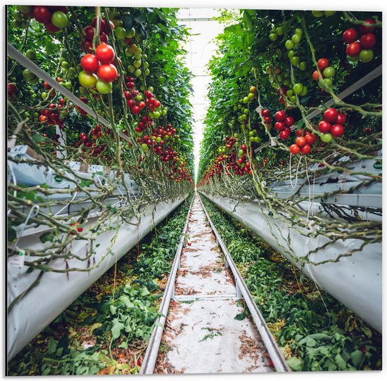 Dibond - Rails langs Tomaten in Kwekerij - 50x50 cm Foto op Aluminium (Met Ophangsysteem)