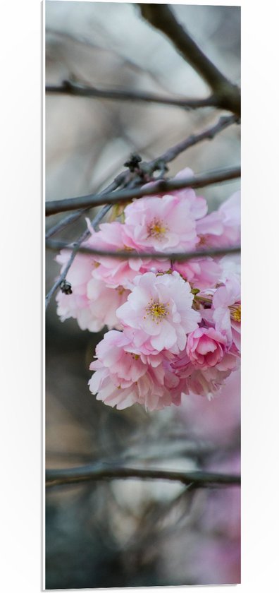 PVC Schuimplaat - Licht Roze Bloemen aan een Tak - Sakura - 30x90 cm Foto op PVC Schuimplaat (Met Ophangsysteem)