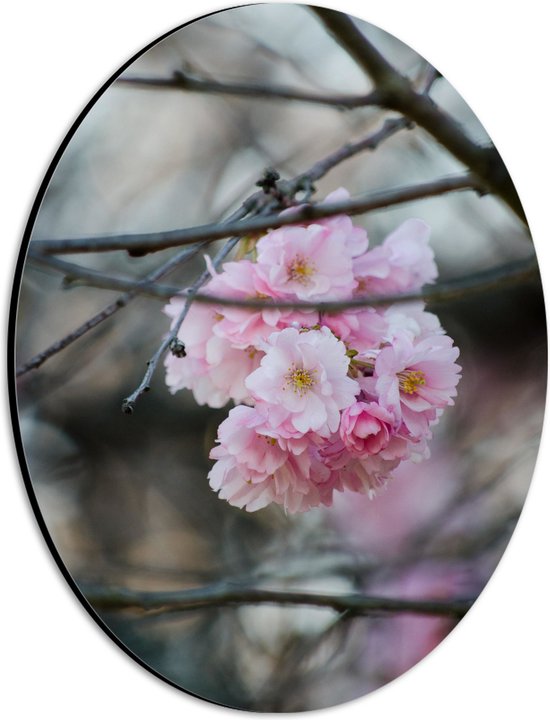 Dibond Ovaal - Licht Roze Bloemen aan een Tak - Sakura - 21x28 cm Foto op Ovaal (Met Ophangsysteem)