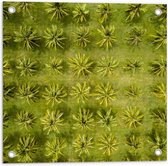 Tuinposter – Veld met Palmbomen vanaf boven - 50x50 cm Foto op Tuinposter (wanddecoratie voor buiten en binnen)
