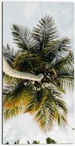 Dibond - Palmboom vanaf onder - 50x100 cm Foto op Aluminium (Met Ophangsysteem)