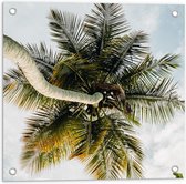 Tuinposter – Palmboom vanaf onder - 50x50 cm Foto op Tuinposter (wanddecoratie voor buiten en binnen)
