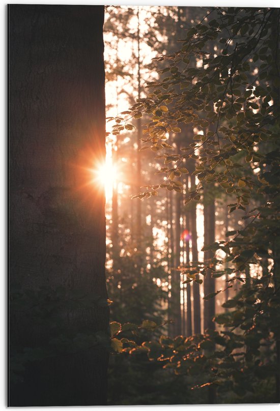 Dibond - Schijnende Zon tussen de Bomen - 50x75 cm Foto op Aluminium (Wanddecoratie van metaal)