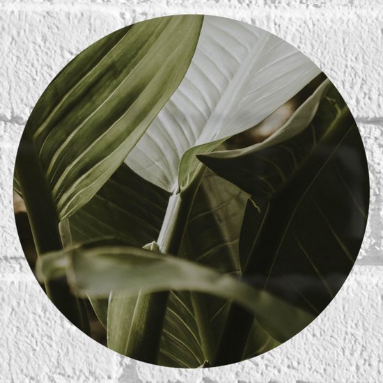 WallClassics - Muursticker Cirkel - Prachtige Plant met Grote Bladeren - 20x20 cm Foto op Muursticker