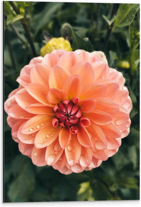 Dibond - Oranje Roze Dahlia Plant met Waterdruppels - 40x60 cm Foto op Aluminium (Wanddecoratie van metaal)