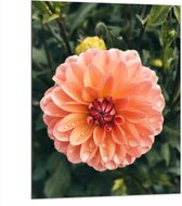 Dibond - Oranje Roze Dahlia Plant met Waterdruppels - 75x100 cm Foto op Aluminium (Wanddecoratie van metaal)