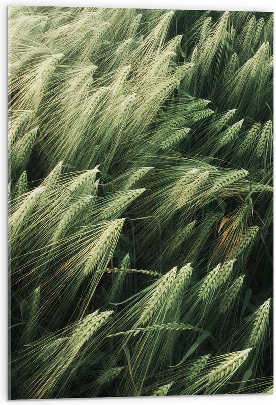 Acrylglas - Tarweplanten - 50x75 cm Foto op Acrylglas (Wanddecoratie op Acrylaat)