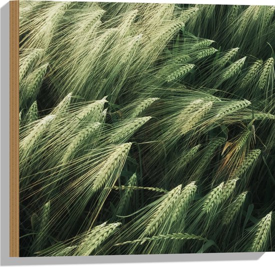 Hout - Tarweplanten - 50x50 cm - 9 mm dik - Foto op Hout (Met Ophangsysteem)