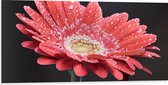 Dibond - Rode Gerbera Jamesonii met Waterdruppels - 100x50 cm Foto op Aluminium (Met Ophangsysteem)