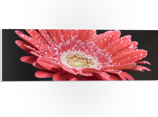 PVC Schuimplaat - Rode Gerbera Jamesonii met Waterdruppels - 60x20 cm Foto op PVC Schuimplaat (Met Ophangsysteem)