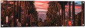 Tuinposter – Los Angeles Hollywood met Palmbomen - 120x40 cm Foto op Tuinposter (wanddecoratie voor buiten en binnen)