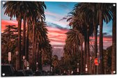 Tuinposter – Los Angeles Hollywood met Palmbomen - 105x70 cm Foto op Tuinposter (wanddecoratie voor buiten en binnen)