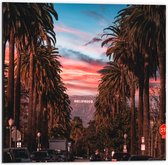 Dibond - Los Angeles Hollywood met Palmbomen - 50x50 cm Foto op Aluminium (Met Ophangsysteem)