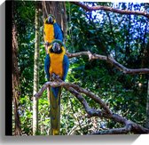 WallClassics - Toile - Vogels exotiques - Aras - 40x40 cm - Photo sur toile (Décoration murale )