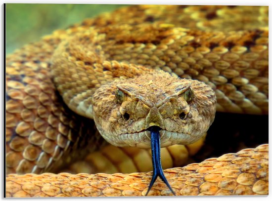 WallClassics - Dibond - Serpent jaune avec langue bleue - Photo 40x30 cm sur aluminium (avec système de suspension)