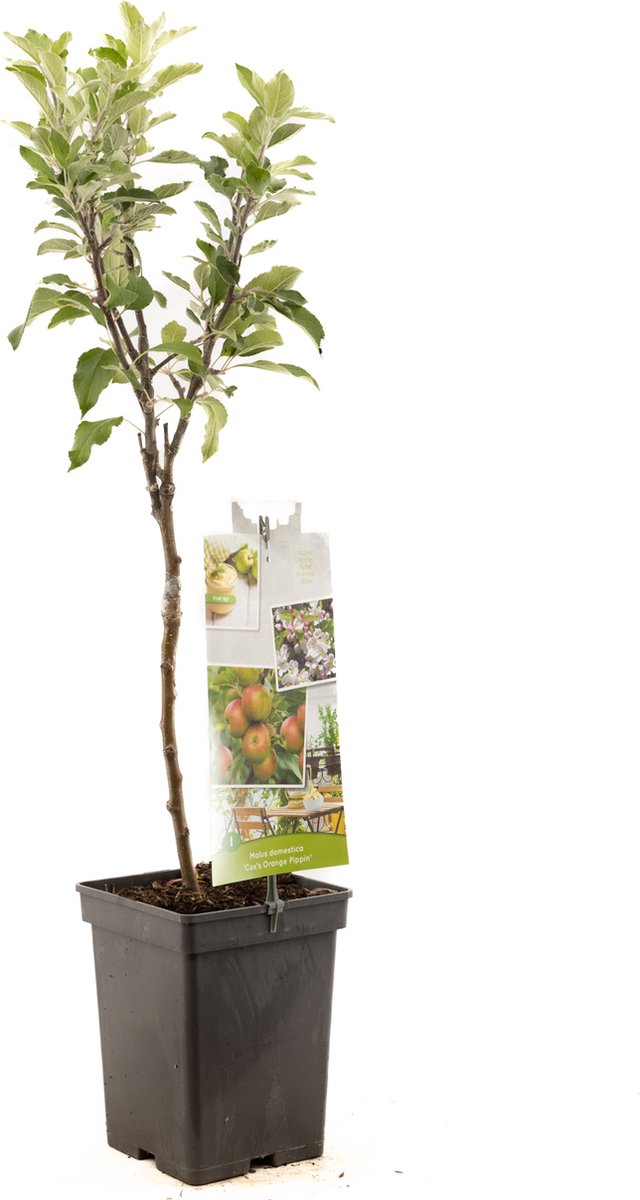 Malus domestica Cox's Orange | zure aromatische handappel | patio