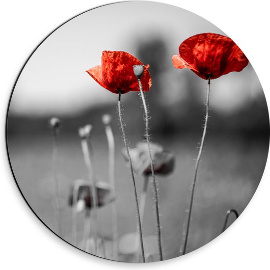 Dibond Muurcirkel - Rode Bloemen op Zwart-witte Achtergrond - 30x30 cm Foto op Aluminium Muurcirkel (met ophangsysteem)