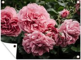 Tuinschilderij Roze - Bloemen - Rozen - 80x60 cm - Tuinposter - Tuindoek - Buitenposter