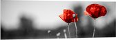 Acrylglas - Rode Bloemen op Zwart-witte Achtergrond - 150x50 cm Foto op Acrylglas (Wanddecoratie op Acrylaat)