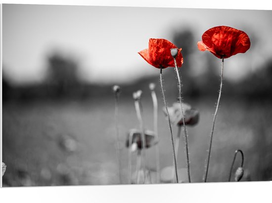 PVC Schuimplaat- Rode Bloemen op Zwart-witte Achtergrond - 105x70 cm Foto op PVC Schuimplaat