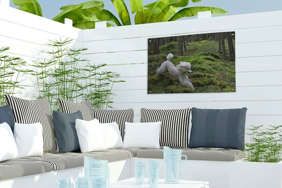 Affiche de jardin caniche blanc en cours d'exécution toile en vrac 60x40 cm - petit - toile de jardin / toile d'extérieur / Peintures pour l'extérieur (décoration de jardin)