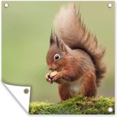 Poster de Jardin Ecureuil roux - 200x200 cm
