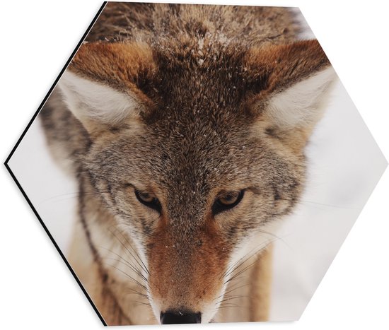 WallClassics - Dibond Hexagon - Coyote Wolf in de Sneeuw van Dichtbij - 40x34.8 cm Foto op Hexagon (Met Ophangsysteem)