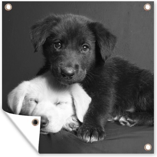 Tuin poster Honden - Puppy - Zwart - Wit - Dieren - 200x200 cm - Tuindoek - Buitenposter